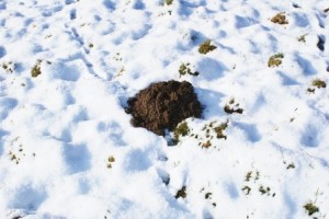 Moles in snow