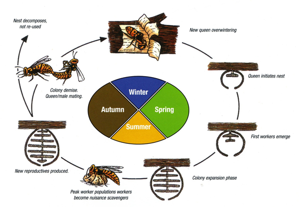 Wasp Insect Life Cycle