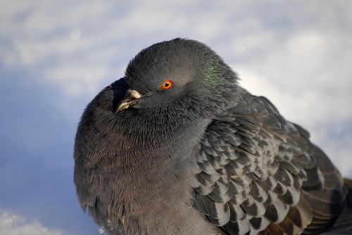 Pesky- Pigeon